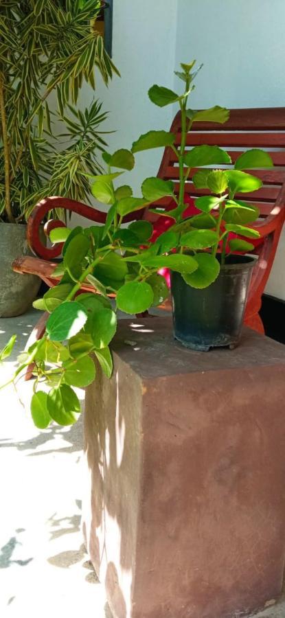 Mandara Rest Bed & Breakfast Hikkaduwa Ngoại thất bức ảnh