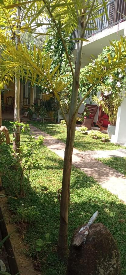 Mandara Rest Bed & Breakfast Hikkaduwa Ngoại thất bức ảnh